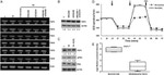 PDHA1 Antibody in Western Blot (WB)