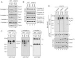 Porin Antibody in Western Blot (WB)