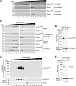 Porin Antibody in Western Blot (WB)