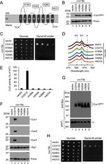 Porin Antibody in Western Blot (WB)