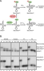 MTCO1 Antibody in Western Blot (WB)