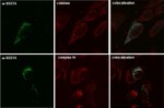 MTCO1 Antibody in Immunocytochemistry (ICC/IF)