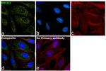 MTCO1 Antibody in Immunocytochemistry (ICC/IF)