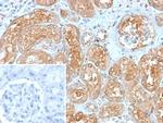 MX1/MX dynamin like GTPase 1 Antibody in Immunohistochemistry (Paraffin) (IHC (P))