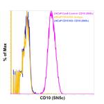 CD10 Antibody