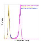 CD81 Antibody