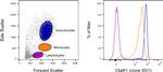 CD88 (C5aR1) Antibody