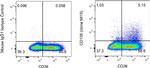 CD138 (Syndecan-1) Antibody