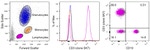 CD3 Antibody