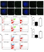 CD39 Antibody in Flow Cytometry (Flow)