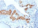 Smooth Muscle Myosin Heavy Chain (SM-MHC) Antibody in Immunohistochemistry (Paraffin) (IHC (P))