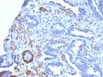 Smooth Muscle Myosin Heavy Chain (SM-MHC) Antibody in Immunohistochemistry (Paraffin) (IHC (P))