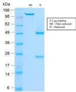 MyoD1 Antibody in SDS-PAGE (SDS-PAGE)