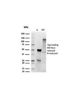 MyoD1 Antibody in SDS-PAGE (SDS-PAGE)