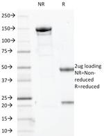 Myogenin/Myf-4 (Skeletal Muscle Marker) Antibody in SDS-PAGE (SDS-PAGE)