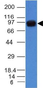 Nucleolin Antibody in Western Blot (WB)