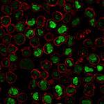 Nucleolin (Marker of Human Cells) Antibody in Immunocytochemistry (ICC/IF)