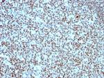 Nucleolin (Marker of Human Cells) Antibody in Immunohistochemistry (Paraffin) (IHC (P))