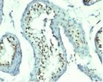 Nucleolin (Marker of Human Cells) Antibody in Immunohistochemistry (Paraffin) (IHC (P))