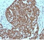 Nucleolin (Marker of Human Cells) Antibody in Immunohistochemistry (Paraffin) (IHC (P))