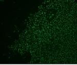 Nucleolin (Marker of Human Cells) Antibody in Immunohistochemistry (Paraffin) (IHC (P))