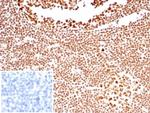 Nucleolin (Marker of Human Cells) Antibody in Immunohistochemistry (Paraffin) (IHC (P))