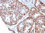 Nucleolin (Marker of Human Cells) Antibody in Immunohistochemistry (Paraffin) (IHC (P))