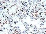 Nucleolin (Marker of Human Cells) Antibody in Immunohistochemistry (Paraffin) (IHC (P))