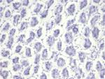 Nucleolin (Marker of Human Cells) Antibody in Immunohistochemistry (Paraffin) (IHC (P))