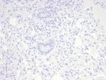 Nucleolin (Marker of Human Cells) Antibody in Immunohistochemistry (Paraffin) (IHC (P))