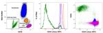 CD44 Antibody in Flow Cytometry (Flow)