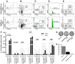 CD34 Antibody in Flow Cytometry (Flow)