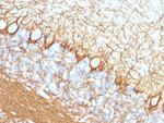 Neurofilament (NF-H) (Neuronal Marker) Antibody in Immunohistochemistry (Paraffin) (IHC (P))
