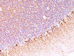 Neurofilament (NF-H) (Neuronal Marker) Antibody in Immunohistochemistry (Paraffin) (IHC (P))