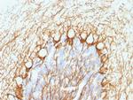 Phospho-NF-H Antibody in Immunohistochemistry (Paraffin) (IHC (P))