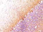 Neurofilament (NF-L) (Neuronal Marker) Antibody in Immunohistochemistry (Paraffin) (IHC (P))