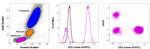 CD3 Antibody in Flow Cytometry (Flow)