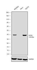 SOX2 Antibody in Western Blot (WB)