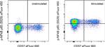 Phospho-NFkB p65 (Ser529) Antibody in Flow Cytometry (Flow)