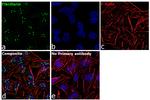 Fibrillarin Antibody in Immunocytochemistry (ICC/IF)