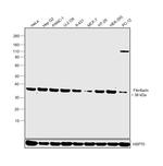 Fibrillarin Antibody in Western Blot (WB)