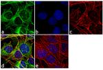 beta Tubulin Antibody in Immunocytochemistry (ICC/IF)