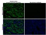 beta Tubulin Antibody in Immunohistochemistry (Paraffin) (IHC (P))