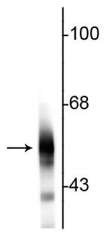 beta Tubulin Antibody in Western Blot (WB)