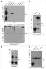 PGP9.5 Antibody in Western Blot (WB)