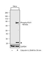 Phospho-PLK1 (Thr210) Antibody in Western Blot (WB)