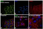 CD31 (PECAM-1) Antibody