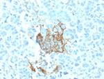 NGF-Receptor (p75)/CD271 Antibody in Immunohistochemistry (Paraffin) (IHC (P))