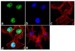 SOX2 Antibody in Immunocytochemistry (ICC/IF)