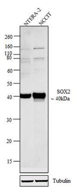 SOX2 Antibody in Western Blot (WB)